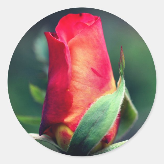 Red Rosebud Flower  Classic Round Sticker (Front)
