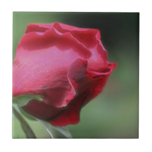 Red Rosebud Flower Nature Ceramic Tile