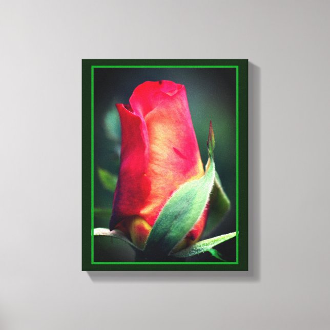 Red Rosebud Flower With Yellow Highlights  Canvas Print (Front)
