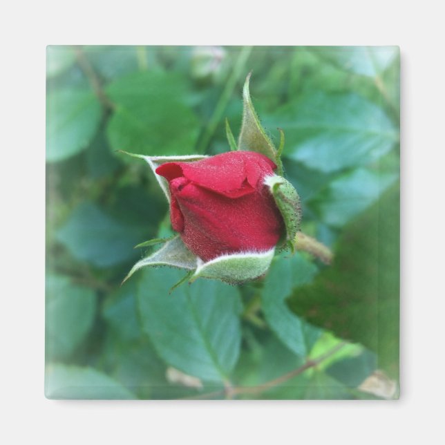 red rosebud magnet (Front)