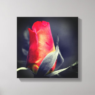 Red Rosebud Partial Color Canvas Print
