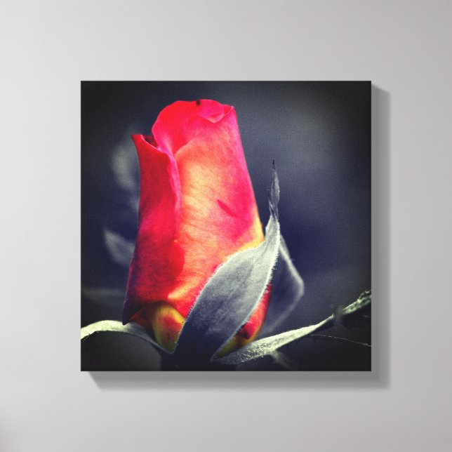Red Rosebud Partial Color Canvas Print (Front)