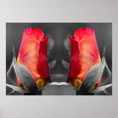 Red Rosebud Partial Color Mirror Abstract Poster