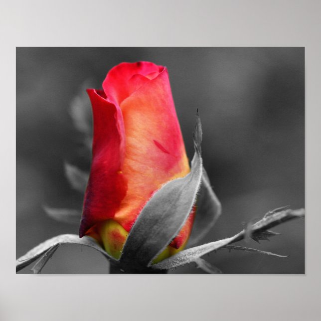 Red Rosebud Partial Color Poster (Front)