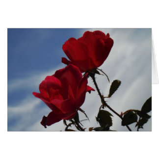 Red Roses Against a Bright Blue Sky Cards