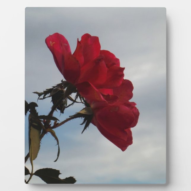 Red Roses Against a Bright Blue Sky Plaque (Front)