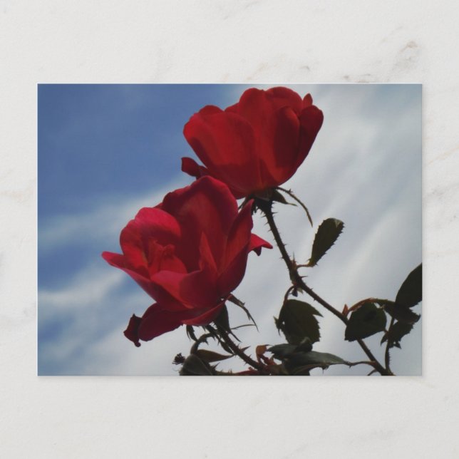 Red Roses Against a Bright Blue Sky Postcard (Front)