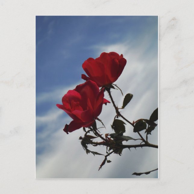 Red Roses Against a Bright Blue Sky Postcard (Front)