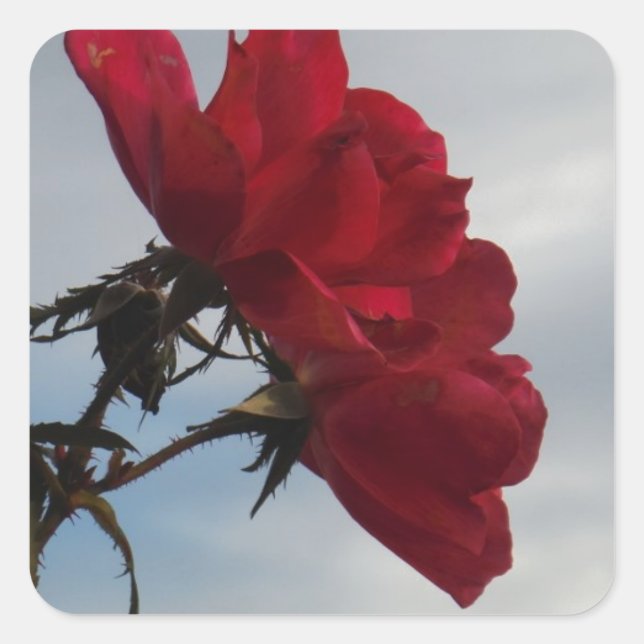 Red Roses Against a Bright Blue Sky Square Sticker (Front)