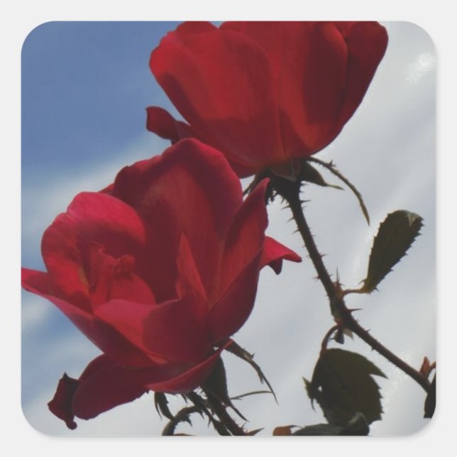 Red Roses Against a Bright Blue Sky Square Sticker (Front)