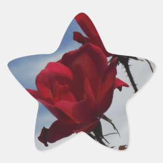 Red Roses Against a Bright Blue Sky Star Sticker