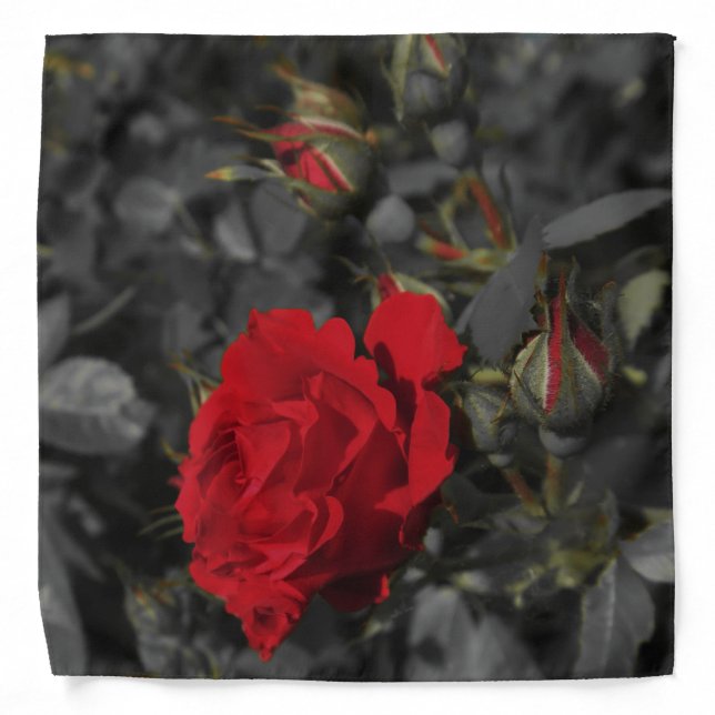 red roses bloom scroll on dark gray bandana (Front)