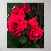 Red Roses Blooming