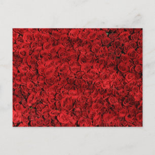 Red Roses Close Up Photo Postcard
