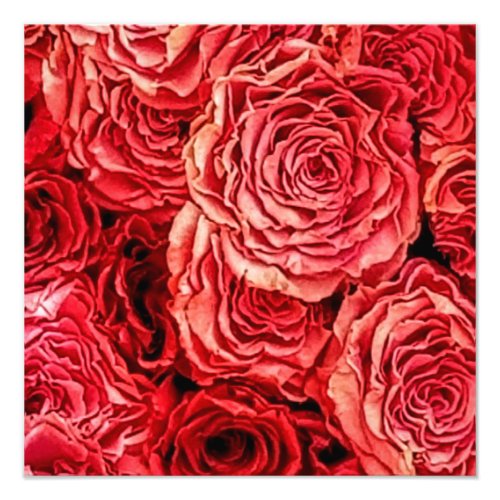 Red Roses Closeup Photo Print