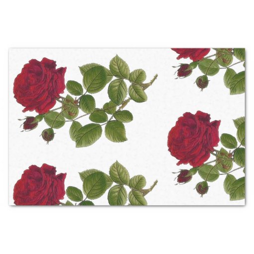 Red Roses Garden Tissue Paper 10