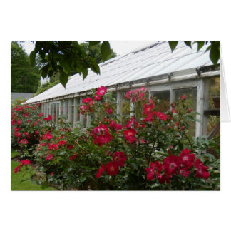 Red Roses Greenhouse Cards