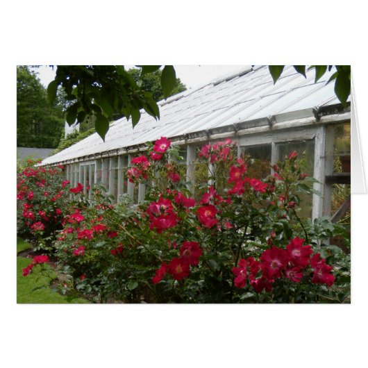 Red Roses Greenhouse Cards (Front Horizontal)