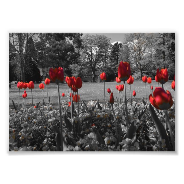 red roses in black and white garden photography photo print (Front)