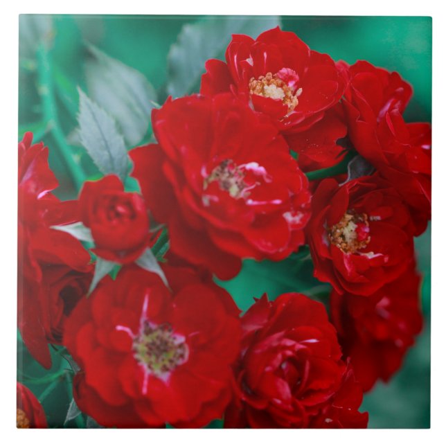 Red Roses Pale Green Leaves Ceramic Tile (Front)