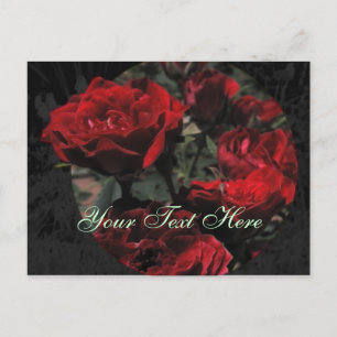 Red Roses Postcard