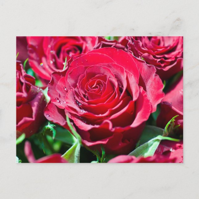 Red Roses Postcard (Front)