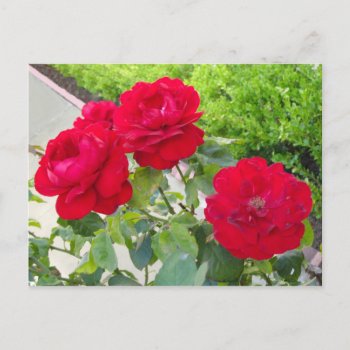 Red Roses Postcard by DonnaGrayson_Photos at Zazzle