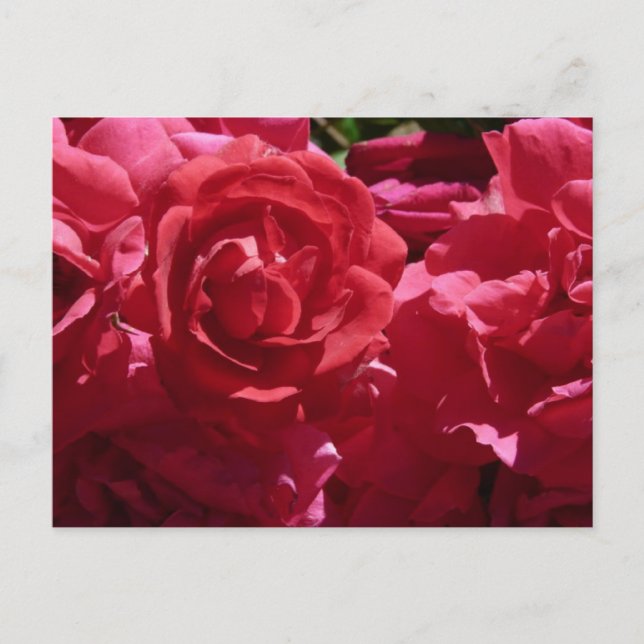 Red Roses Postcard (Front)