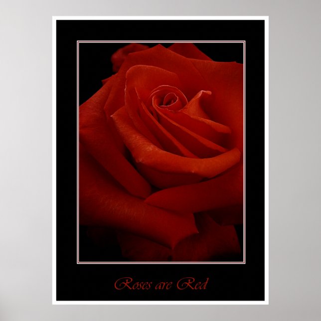 red roses poster (Front)