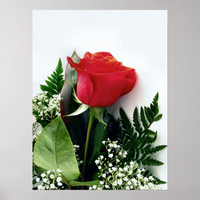 Red roses poster (Front)