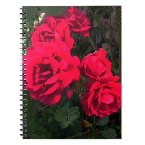 Red Roses Rosarium Notebook