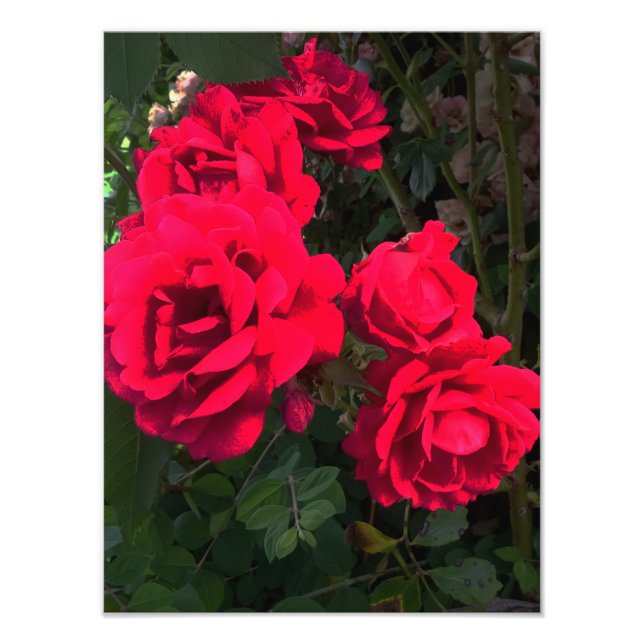Red Roses Rosarium  Photo Print (Front)