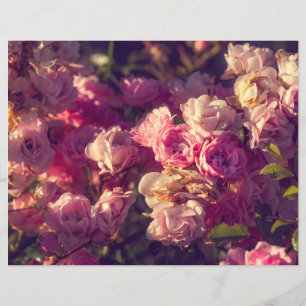 Red roses shrub