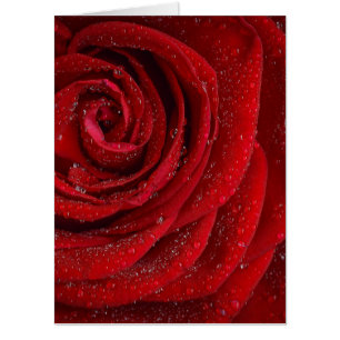 Red Roses Symphony Jumbo Card