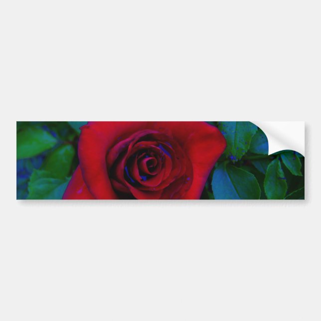 Red Roses with blue tones Bumper Sticker (Front)