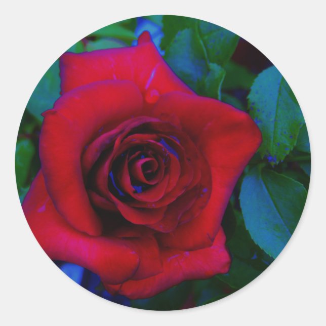 Red Roses with blue tones Classic Round Sticker (Front)