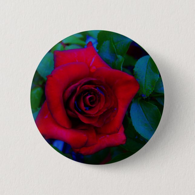 Red Roses with blue tones Pinback Button (Front)