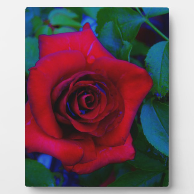 Red Roses with blue tones Plaque (Front)