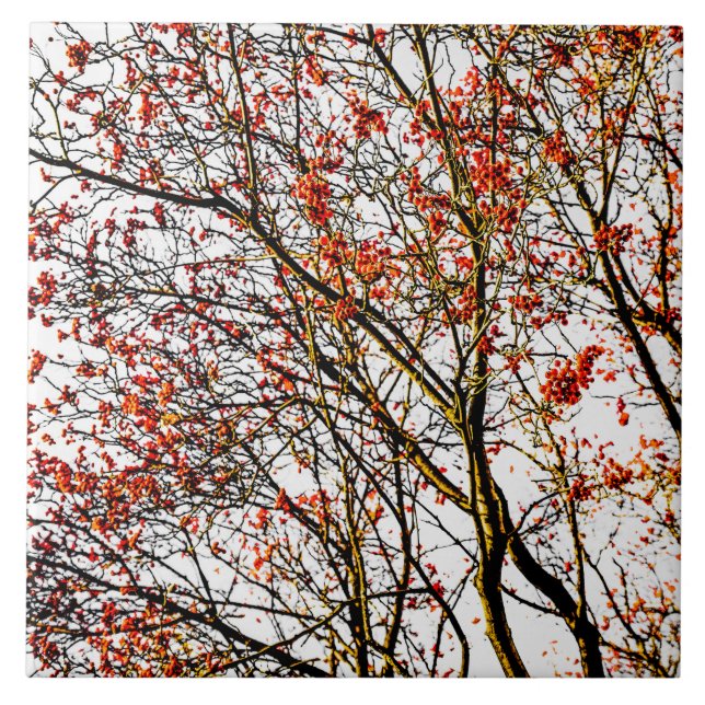 Red rowan fruits or ash berries ceramic tile (Front)