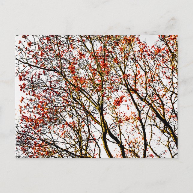 Red rowan fruits or ash berries postcard (Front)