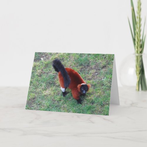 Red Ruffed Lemur 1 Card