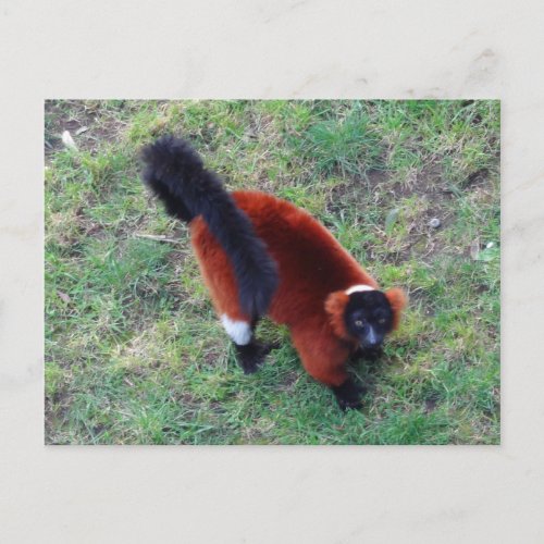 Red Ruffed Lemur 1 Postcard