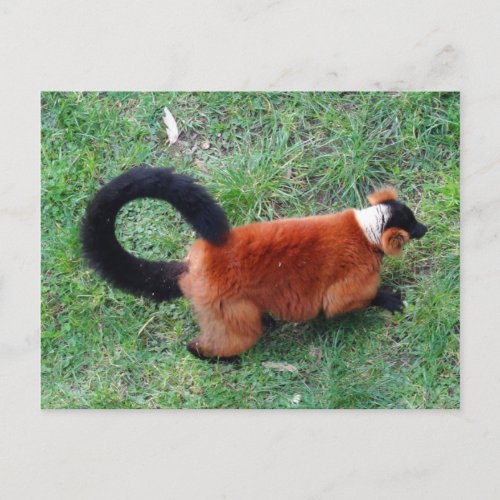 Red Ruffed Lemur 2 Postcard