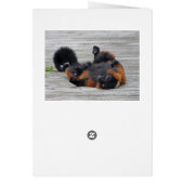 Red-ruffed lemur card (Back)