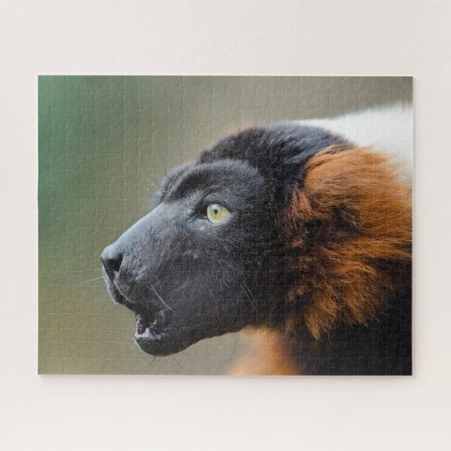 Red Ruffed Lemur. Jigsaw Puzzle (Horizontal)