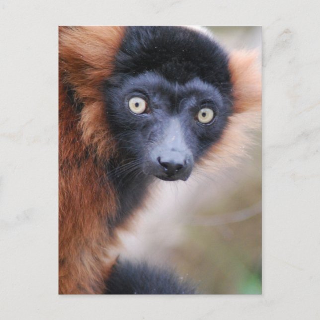 Red Ruffed Lemur Postcard (Front)
