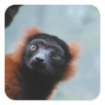 Red Ruffed Lemur  Stickers