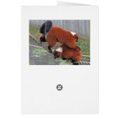 Red-ruffed lemurs card (Back)