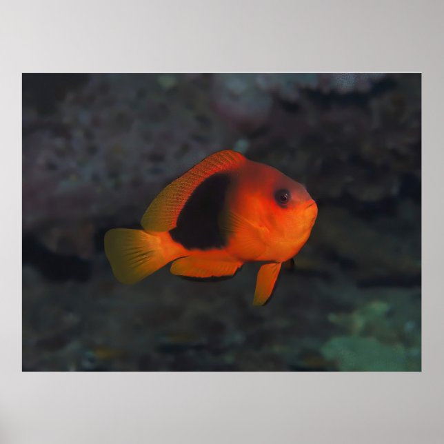 Red Saddleback Anenomefish Poster (Front)