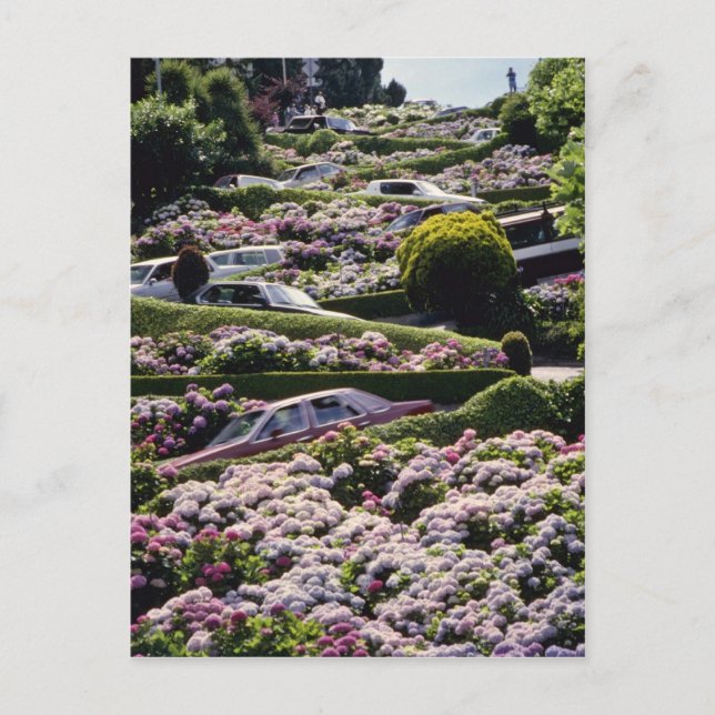 Red San Francisco, California flowers Postcard (Front)